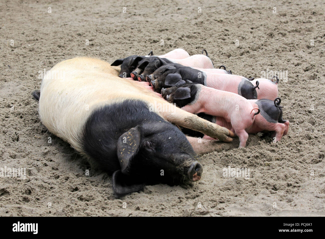 Suini domestici, femmina adulta con youngs allattamento, Heidelberg, Germania, Europa (Sus scrofa domesticus) Foto Stock