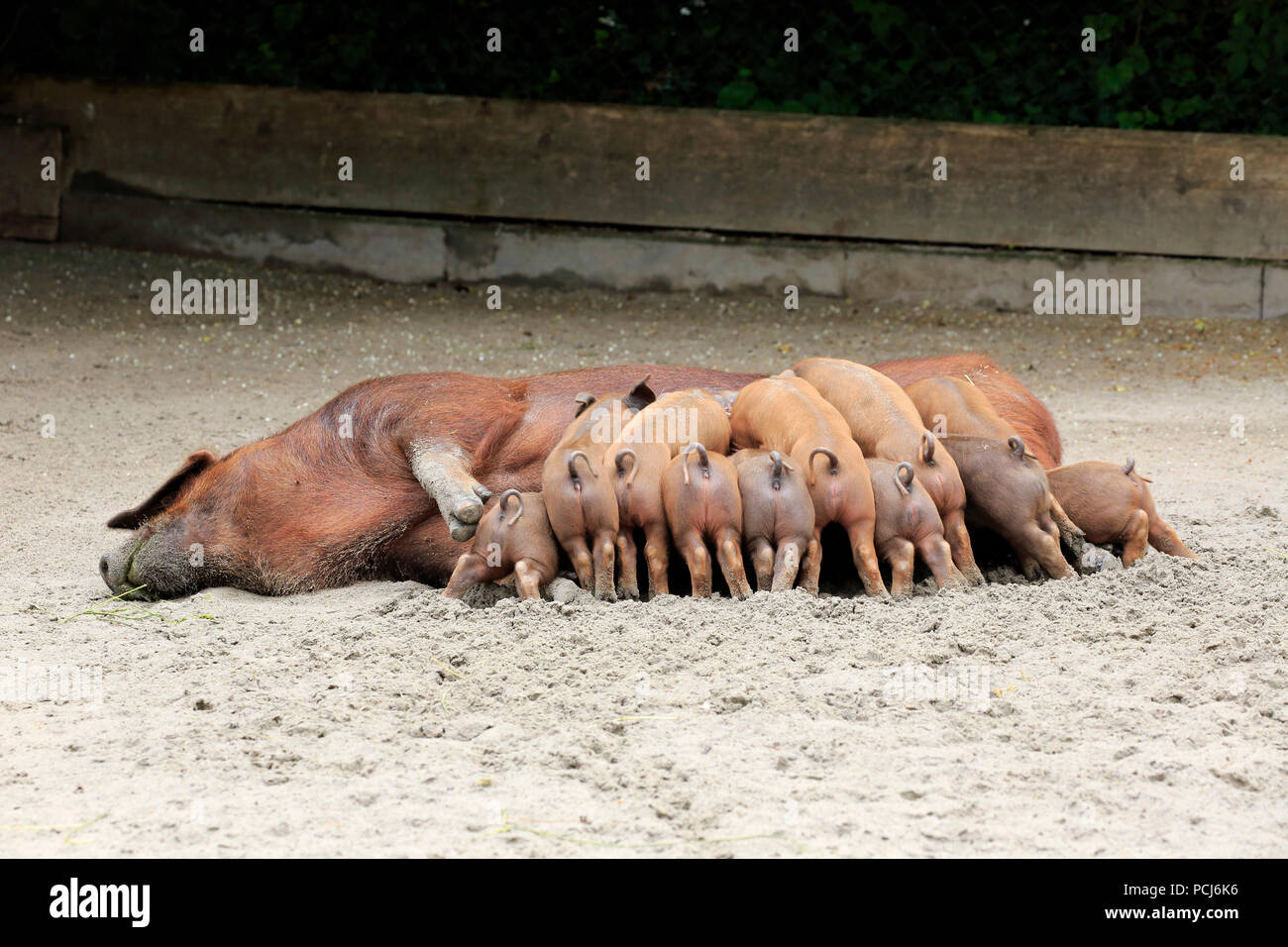 Suini domestici, femmina adulta con youngs allattamento, Heidelberg, Germania, Europa (Sus scrofa domesticus) Foto Stock