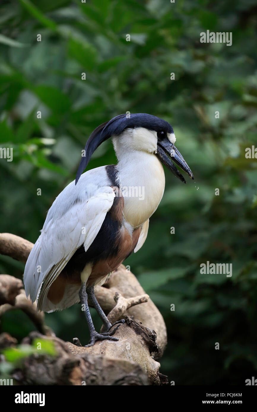 Barca-fatturato Heron, adulto, Sud America (Cochlearius cochlearius) Foto Stock