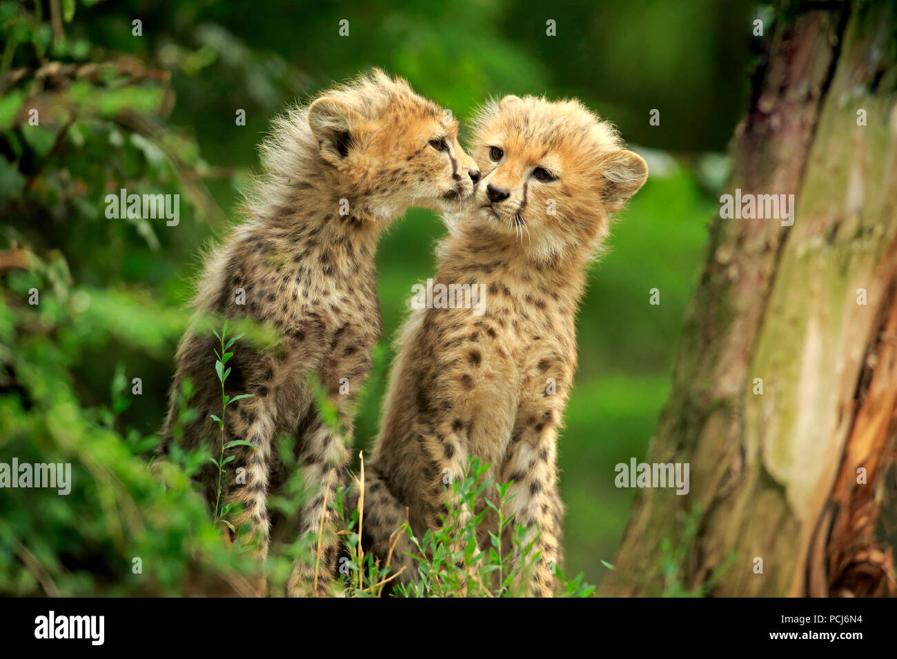 Sudan Cheetah, giovani fratelli, dieci settimane, a nord-est Africa, Africa (Acinonyx jubatus soemmeringii) Foto Stock