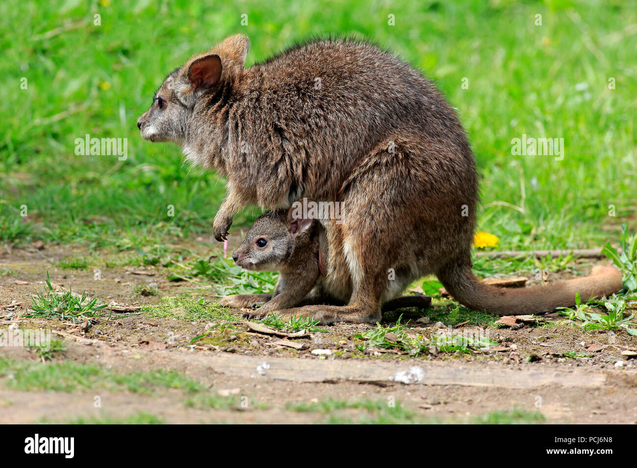 Parma Wallaby, femmina con Joey, Australia, Macropus (parma) Foto Stock