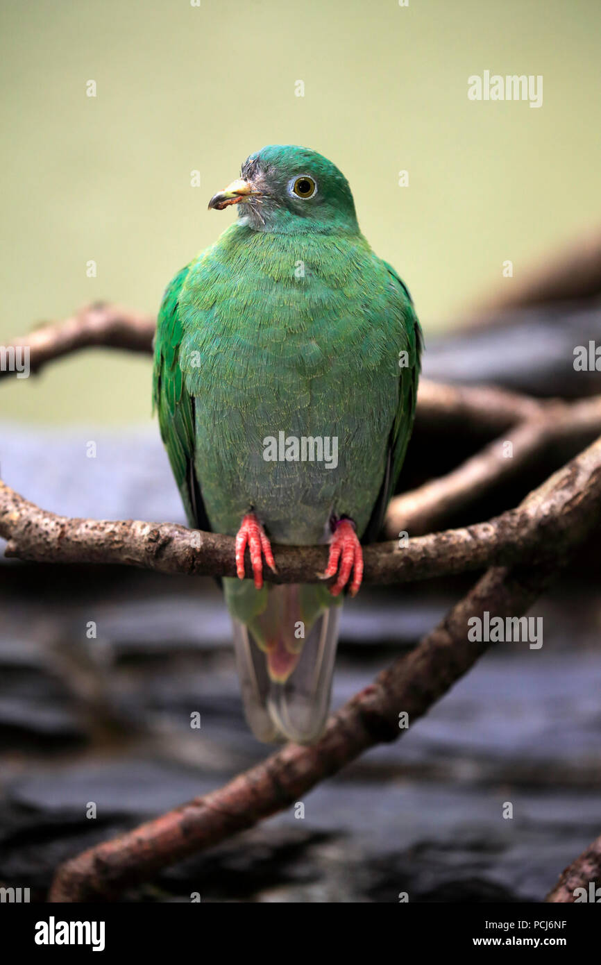 Frutta Black-Naped Colomba, femmina adulta, sud-est asiatico, (Ptilinopus melanospilus) Foto Stock