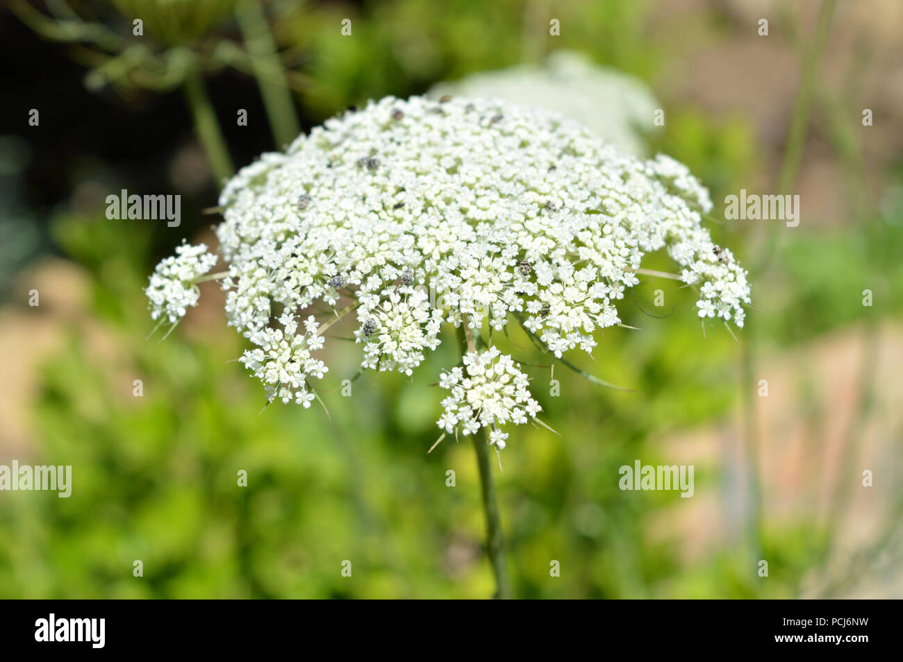 Close-up di Hemlock testa di fiori, Conium Maculatum, Natura, Macro Foto Stock