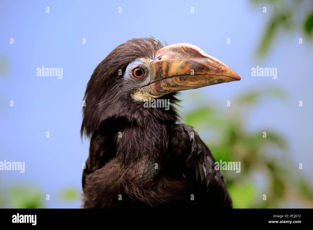 Visayan Tarictic Hornbill, femmina adulta, Asia (dal caso Penelopides panini panini) Foto Stock