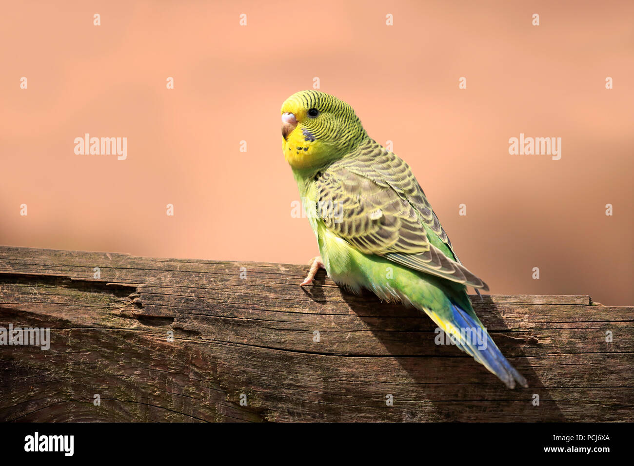 Budgerigar, giovani, Australia (Melopsittacus undulatus) Foto Stock