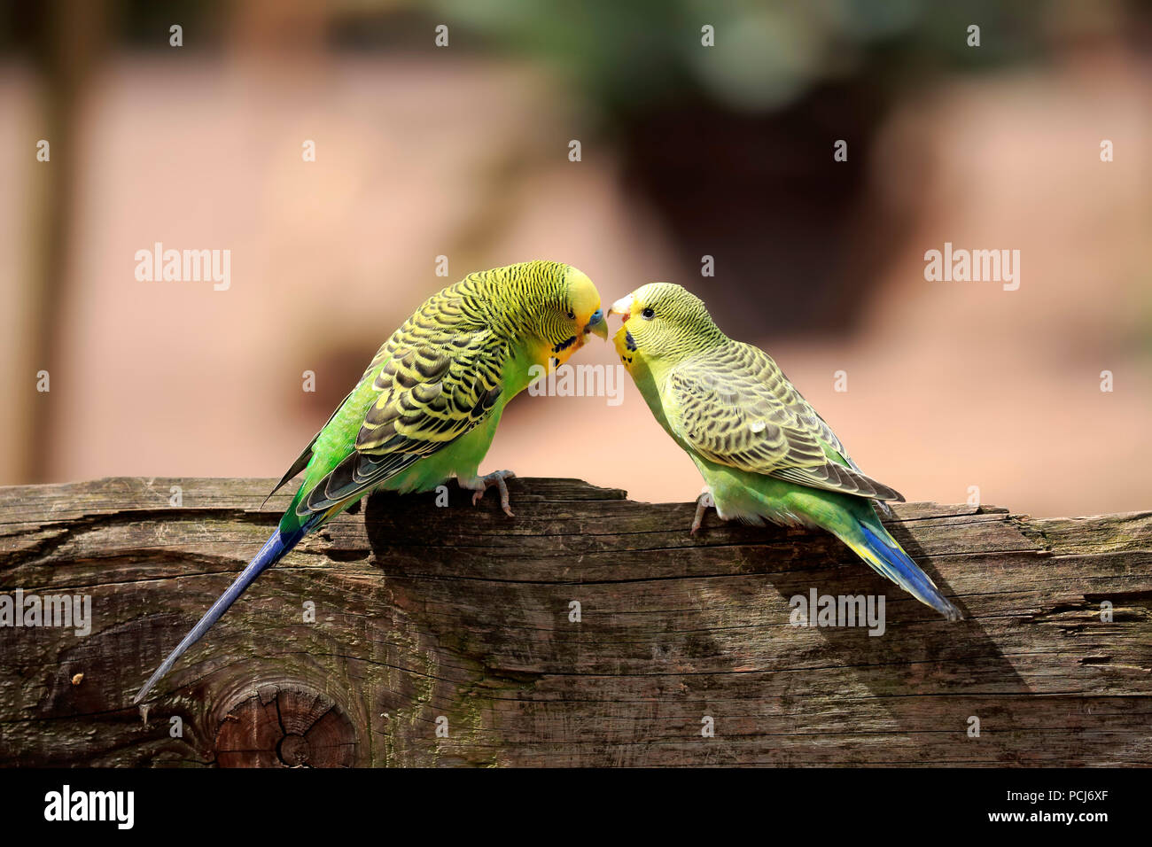 Budgerigar, maschio con giovani, Australia (Melopsittacus undulatus) Foto Stock