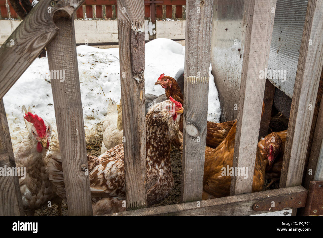 Un costruito in legno il colpo di stato di pollo con le galline. Situati nelle zone rurali. Foto Stock