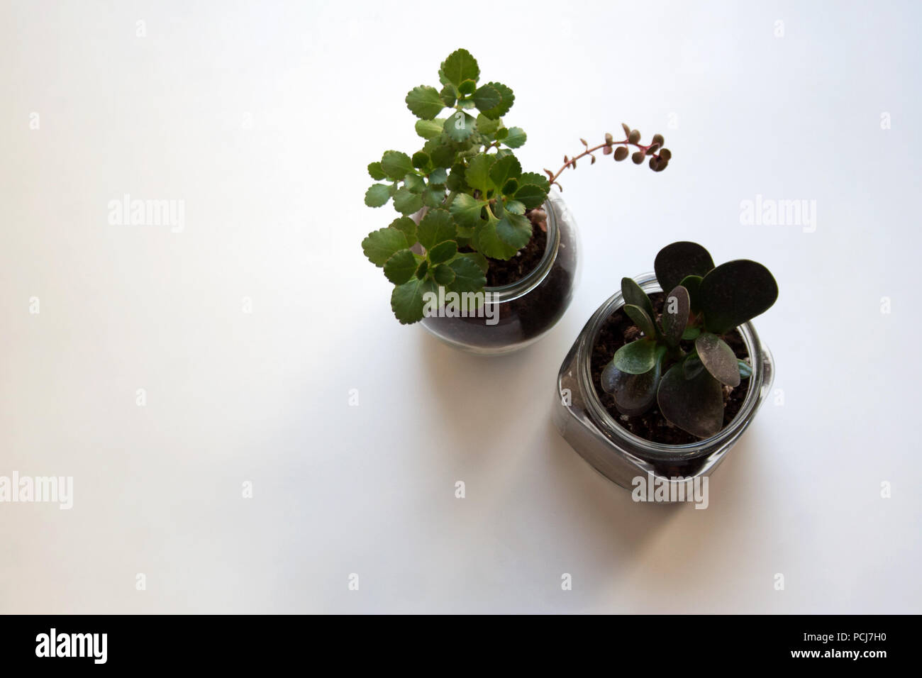 Kalanchoe e adromischus piante succulente in vasi di vetro isolato su sfondo bianco Foto Stock