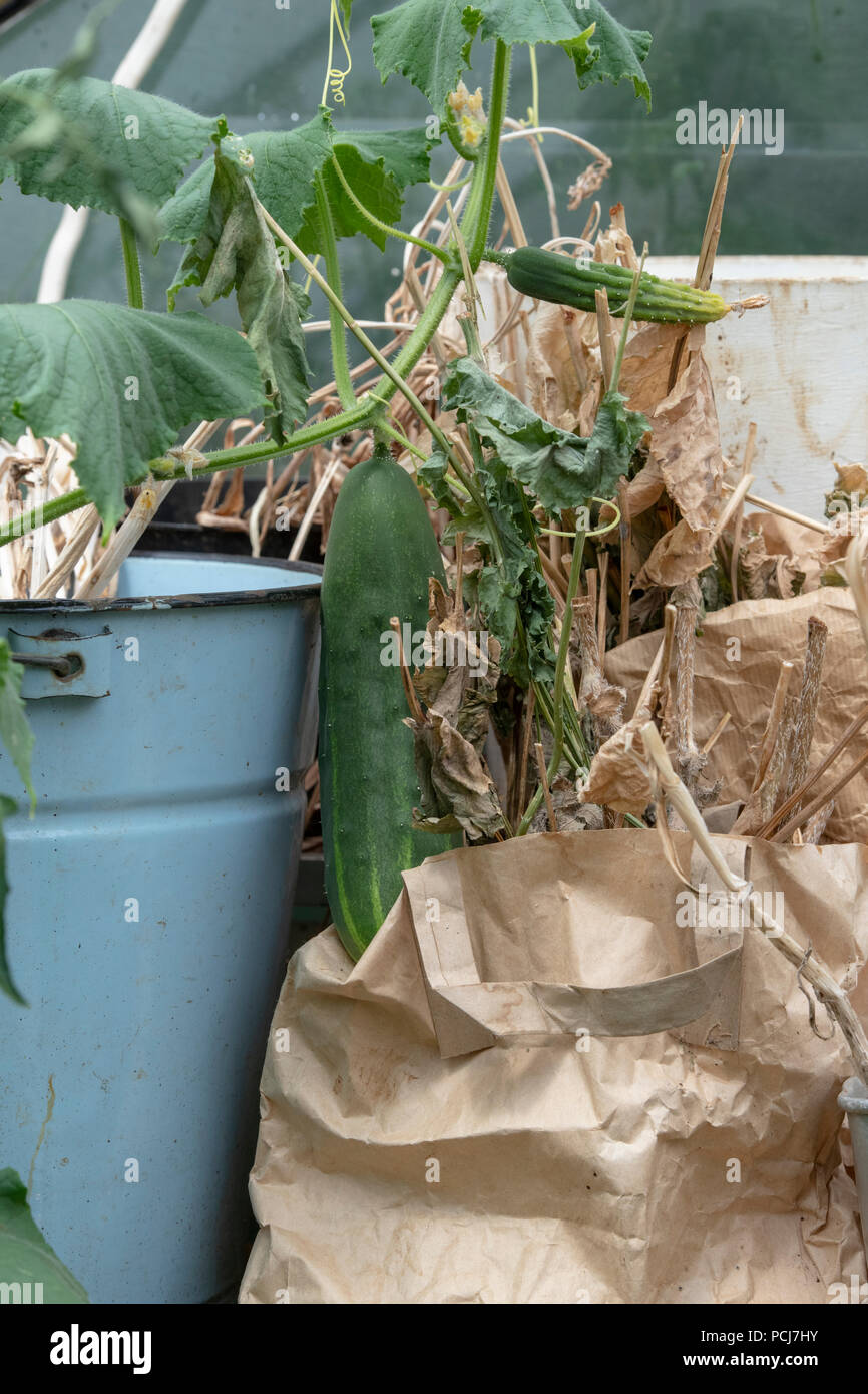 Cucumis sativus. Il cetriolo frutto della vite in una serra accanto a sacchetti di carta con essiccazione morti le teste dei fiori. Regno Unito Foto Stock