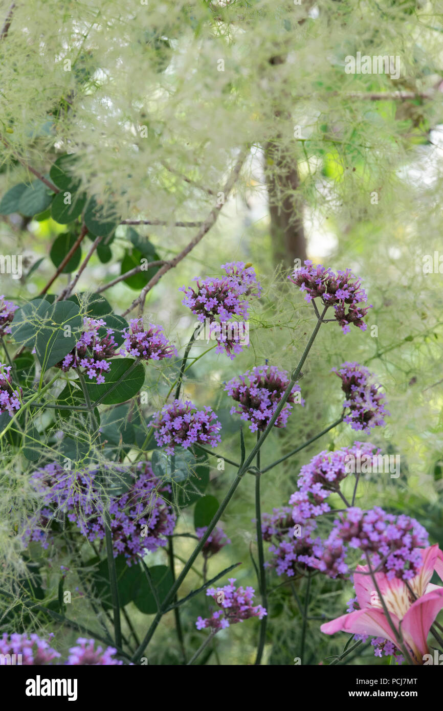 Verbena bonariensis e Cotinus coggygria 'Young Lady' su un giardino mostra ad RHS Tatton Park flower show 2018, Cheshire, Regno Unito Foto Stock