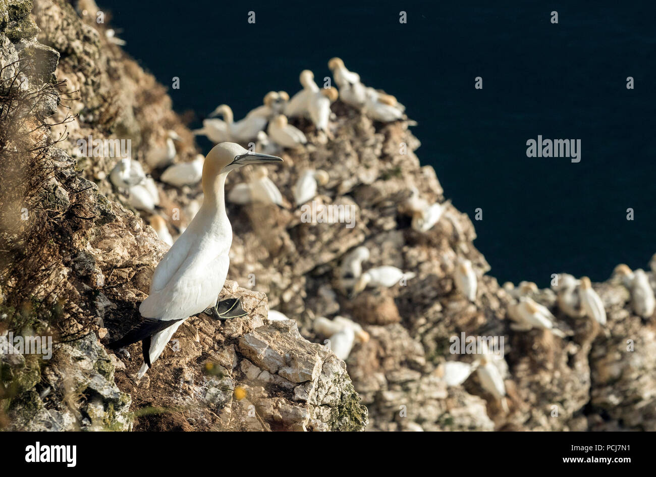 Le sule nidificano nell'RSPB riserva naturale a Bempton Cliffs nello Yorkshire, come oltre 250.000 uccelli marini gregge a Chalk cliffs per trovare un compagno e allevare i loro piccoli. Foto Stock