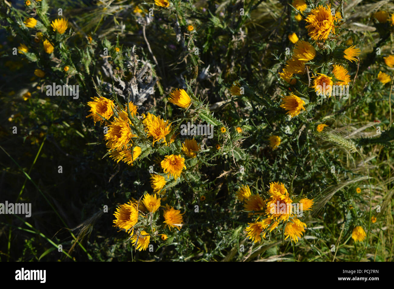 Close-up di giallo selvatici Cardi fioritura, Natura, Sicilia Foto Stock