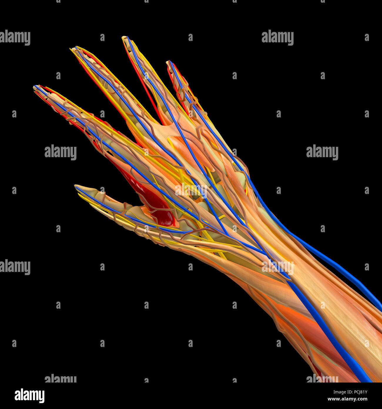 Anatomia di una mano, 3d sezione. Le vene i muscoli e le ossa della mano. Il rendering 3D Foto Stock