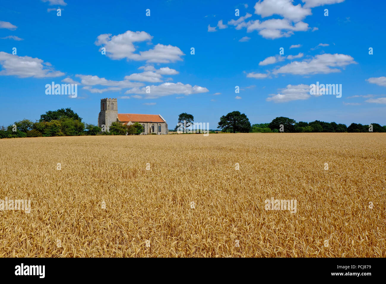 Raccolto di orzo in campo, North Norfolk, Inghilterra Foto Stock