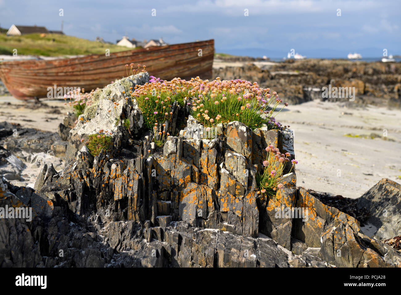 Mare parsimonia e licheni crescono su affioramenti di roccia sulla spiaggia di Isola di Iona con spiaggiata barca a Baile Mor Scotland Regno Unito Foto Stock