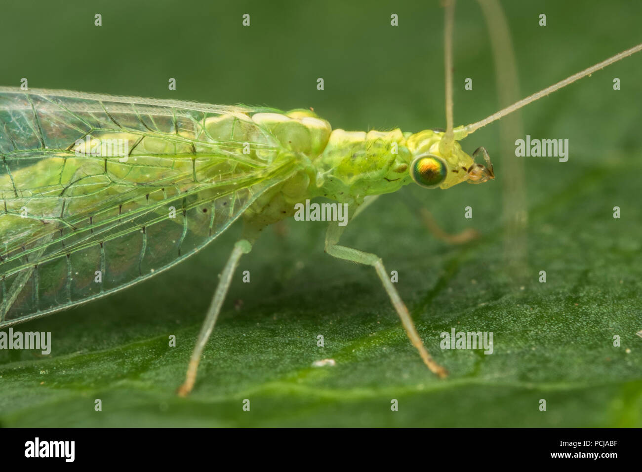 Close up Lacewing verde sulla foglia di acero. Tipperary, Irlanda Foto Stock
