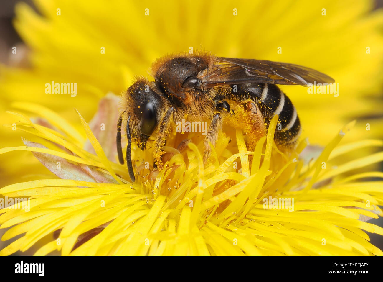 Halictus rubicundus bee avanzamento sul Coltsfoot fiore. Tipperary, Irlanda Foto Stock