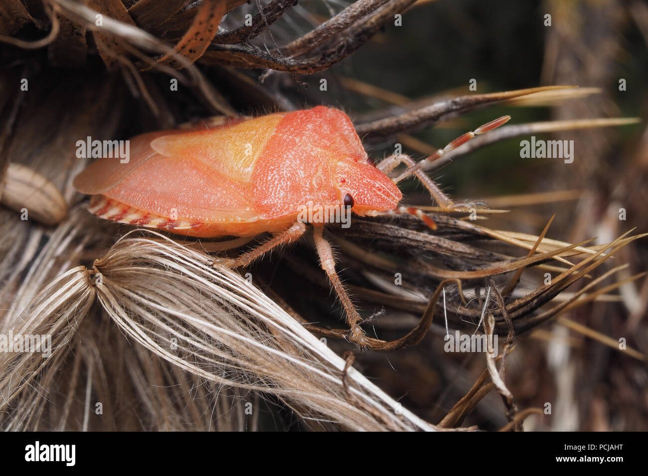 Appena emerse Shieldbug Peloso (Dolycoris baccarum) seduto su thistle seme head. Tipperary, Irlanda Foto Stock