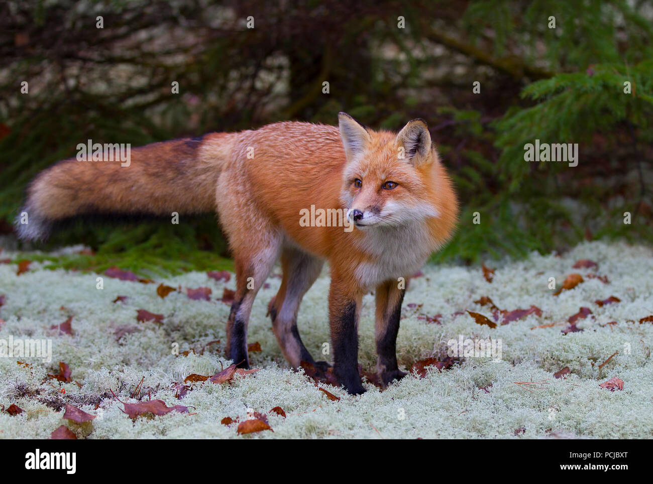 Red Fox (Vulpes vulpes vulpes) con una coda folta la caccia nel bosco in Algonquin Park , in Canada in autunno Foto Stock