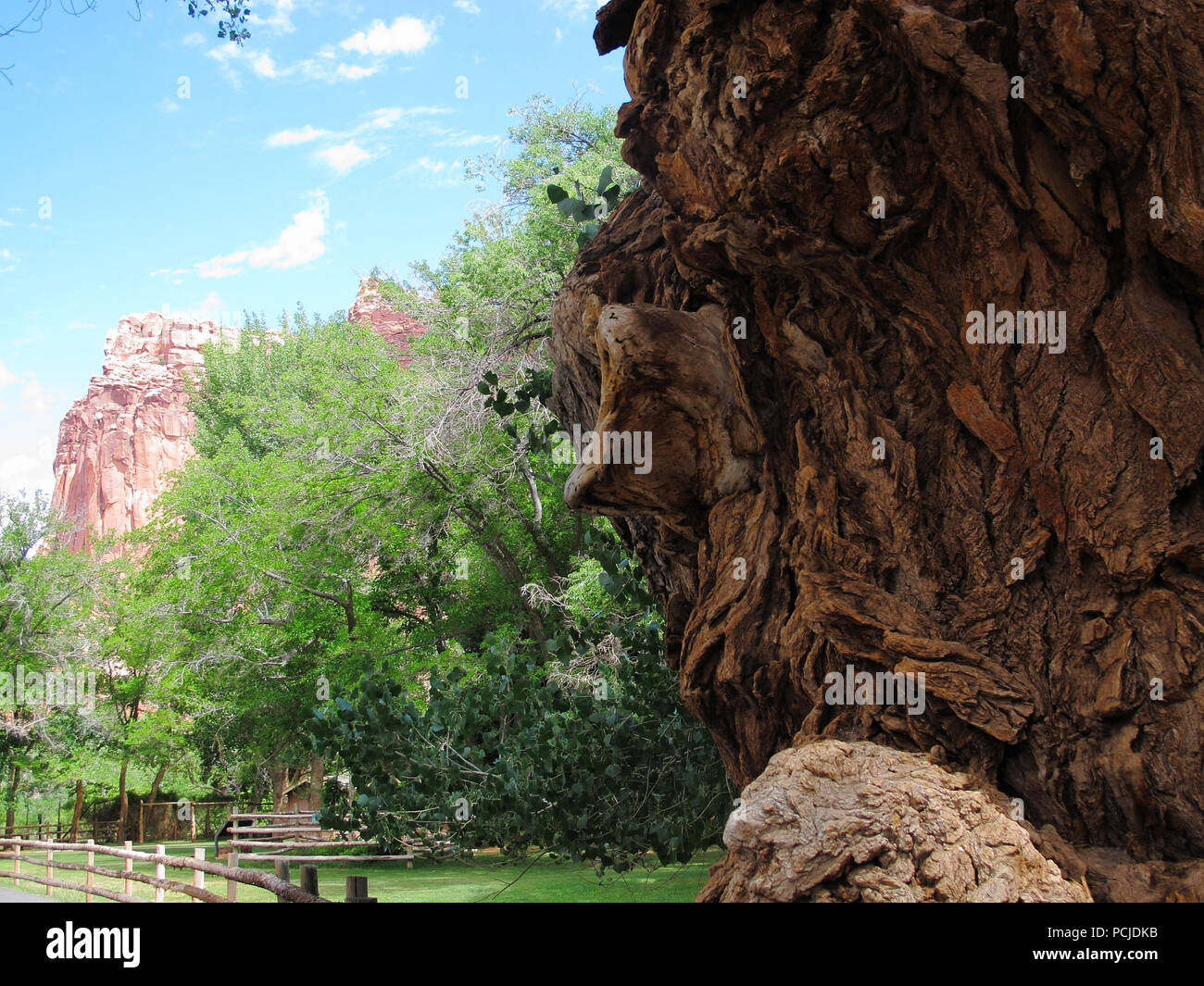 Gnarly pioppi neri americani Tree Foto Stock