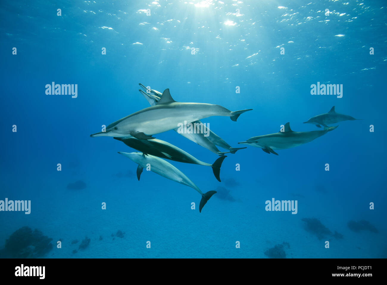 Il corteggiamento nel gruppo di delfini la stagione di accoppiamento. Spinner (delfini Stenella longirostris) Foto Stock