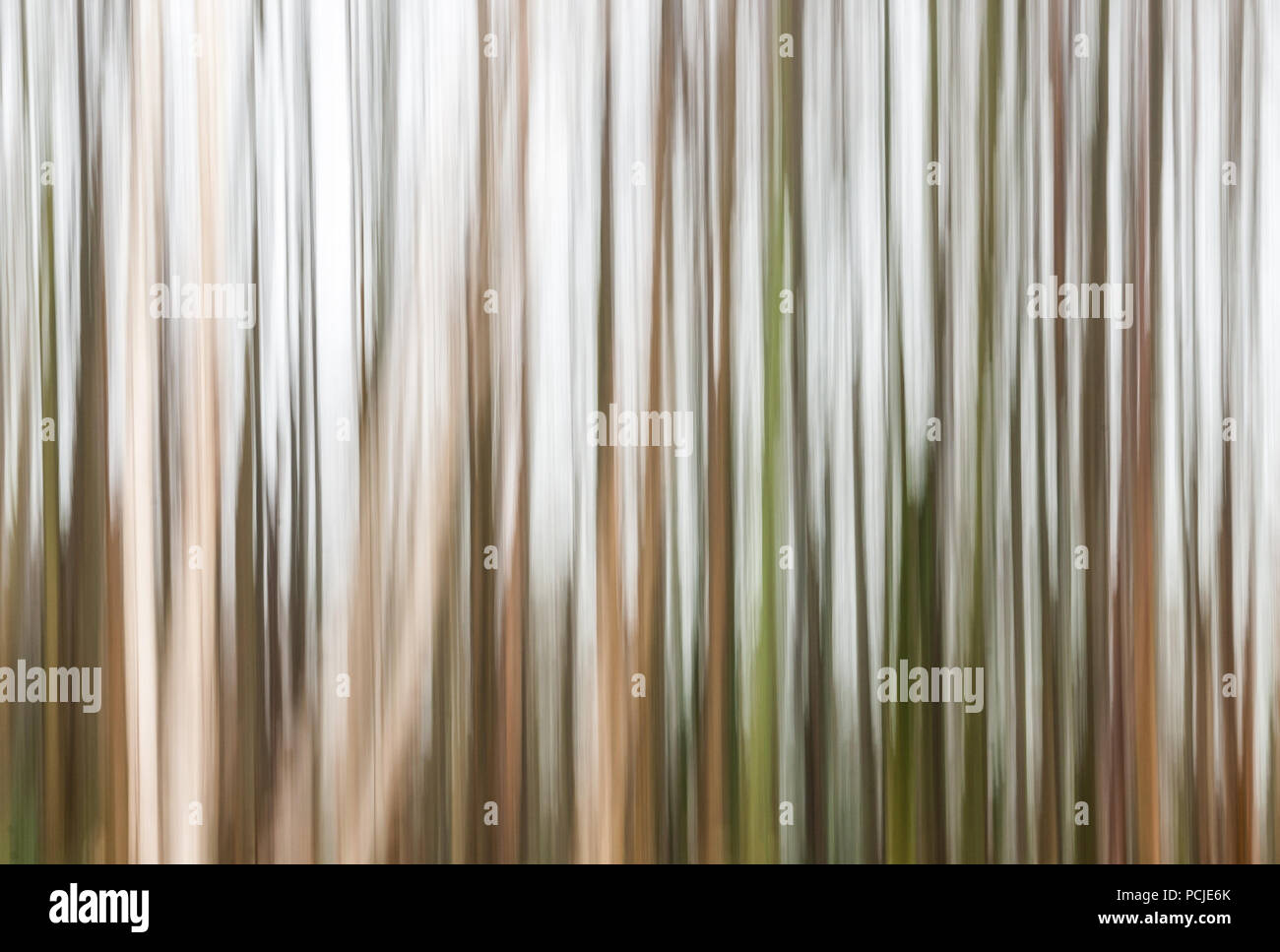Intenzionale di movimento della telecamera (ICM) di una fila di alberi creando una verticale effetto sfocato simile a un codice a barre Foto Stock