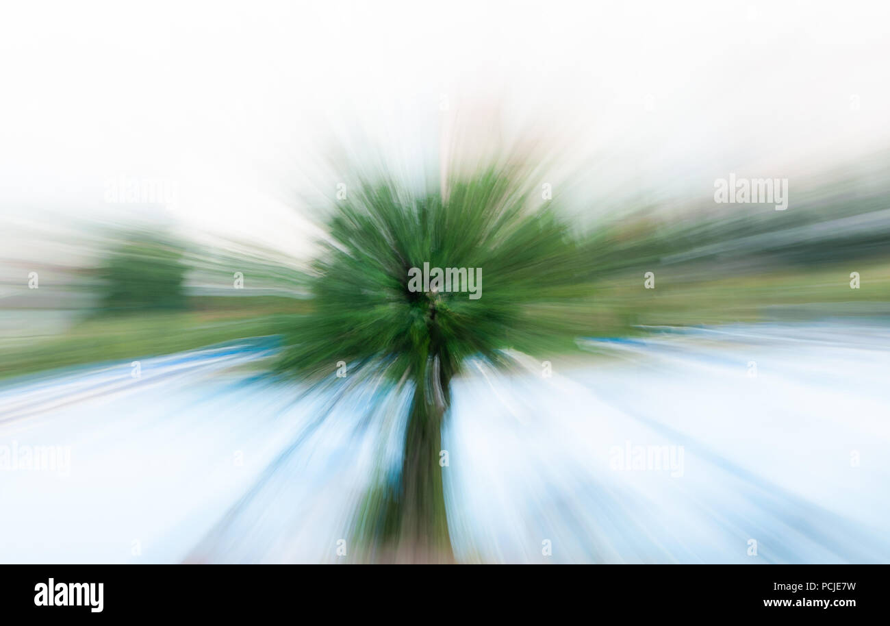 Senso di marcia ad alta velocità verso o lontano da un albero posizionato centralmente Foto Stock