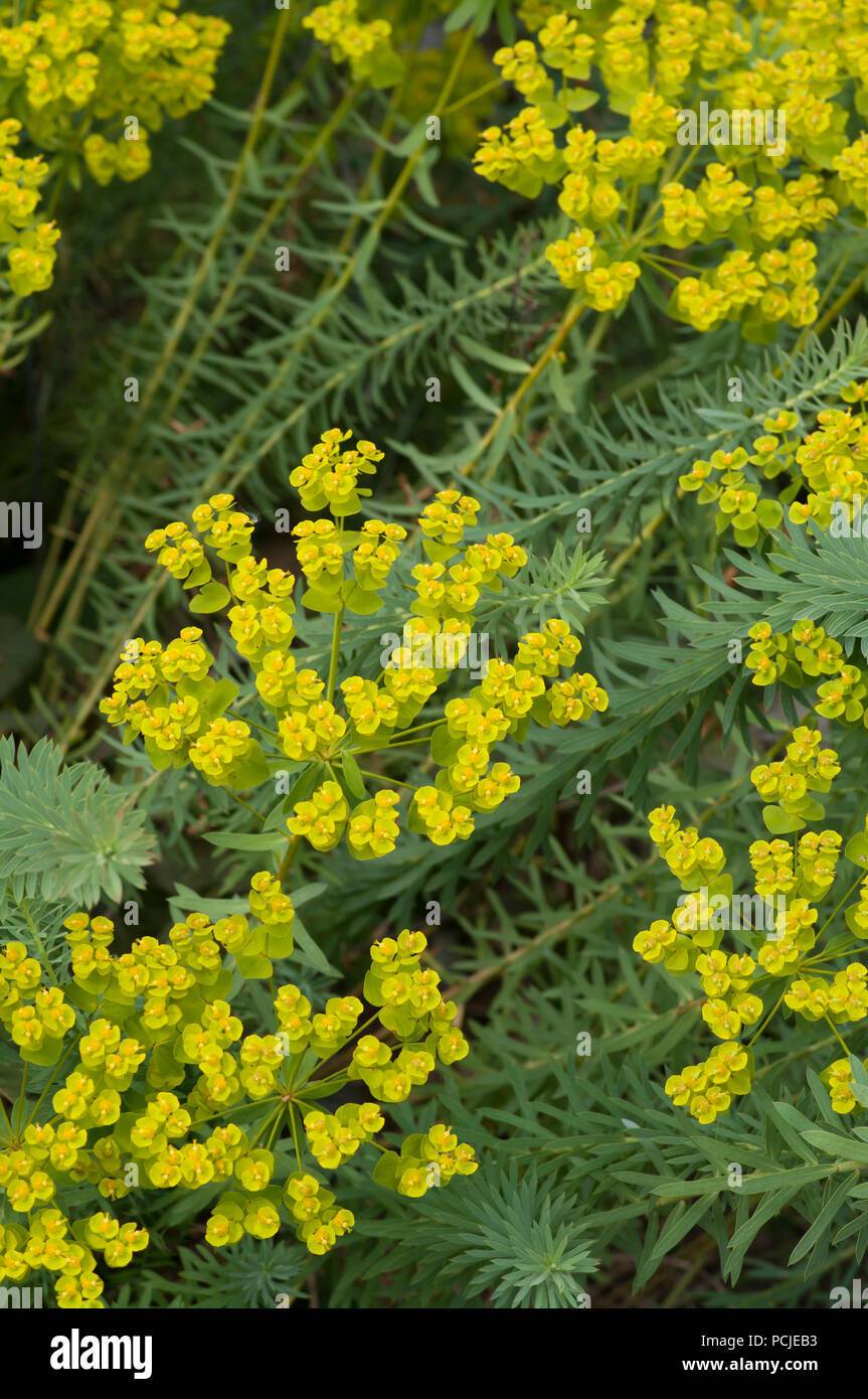 Euphorbia comunemente noto come euforbia delle Euphorbiaceae family Foto Stock
