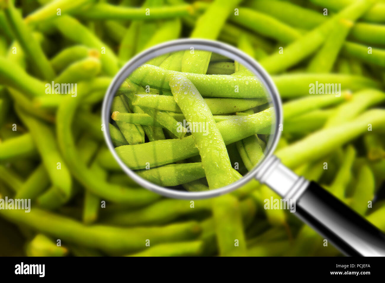 Il controllo di qualità circa la freschezza di fagiolini - HACCP (analisi di rischio e punti critici di controllo) Concetto di immagine con fagioli visto attraverso una lente g Foto Stock