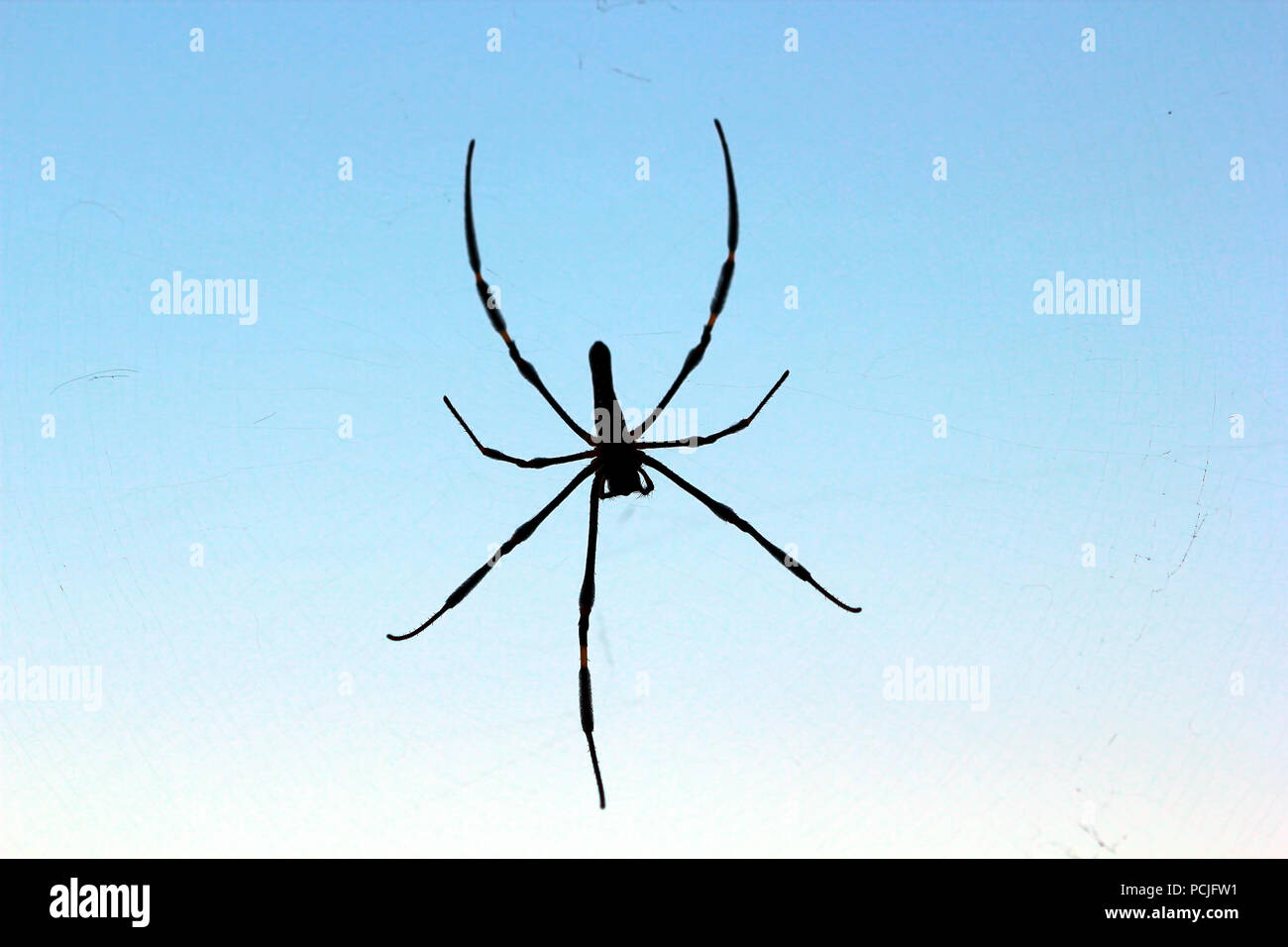 Silhouette di un ragno in una ragnatela, Indonesia Foto Stock
