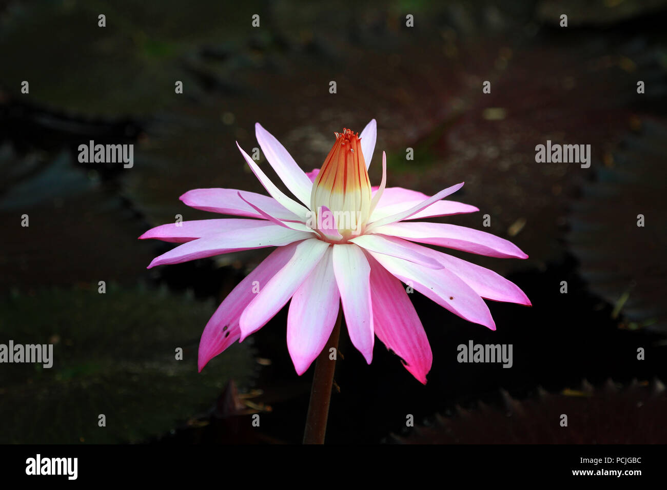 Close-up di un fiore di loto, Indonesia Foto Stock