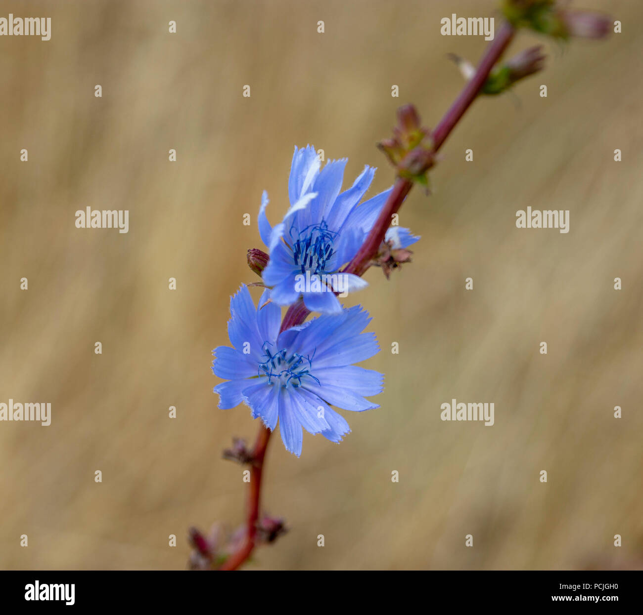Fiore di cicoria in un campo di coltivazione sfondo Foto Stock