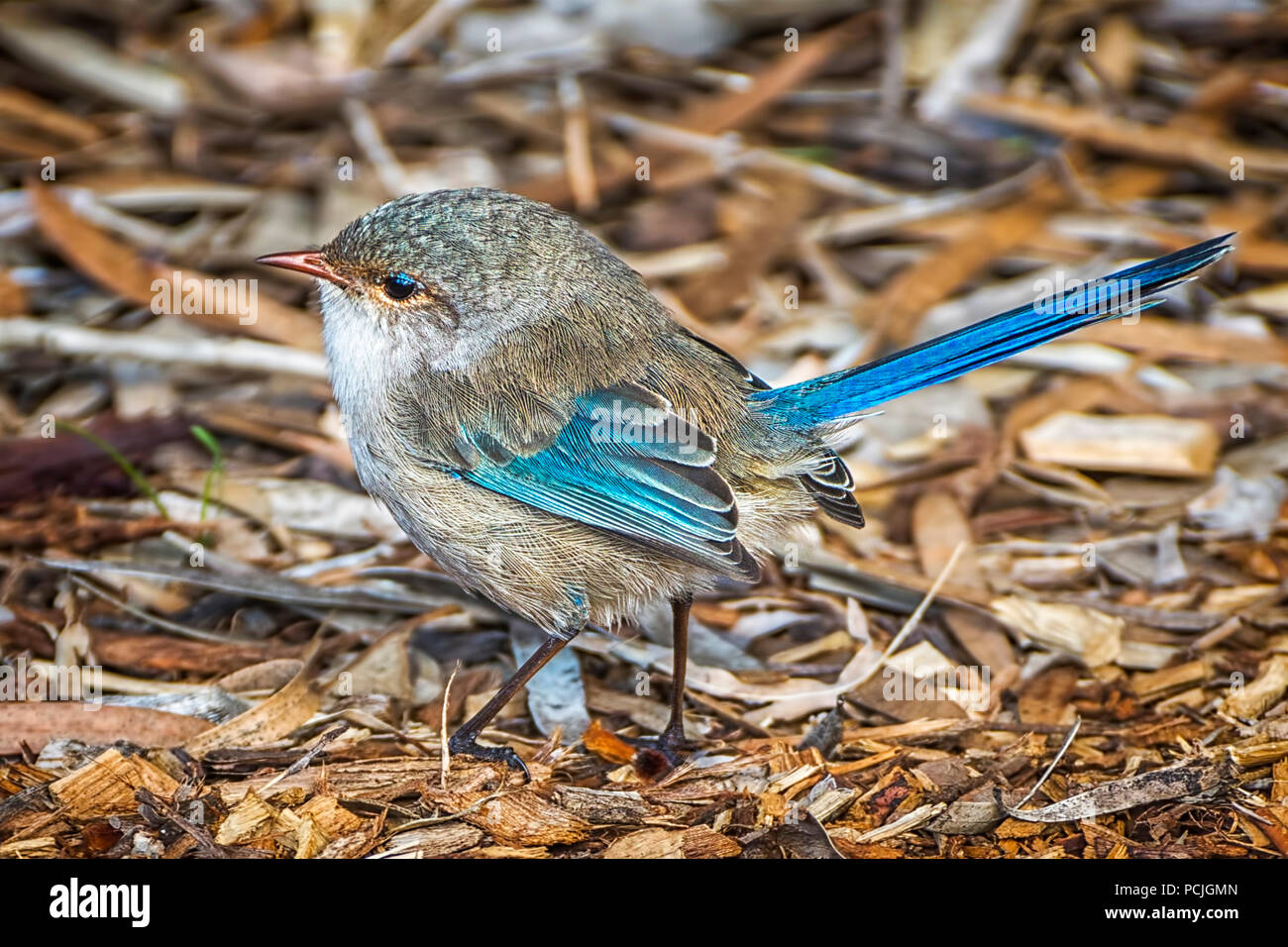 Splendida Fata Wren sul terreno, Australia occidentale, Australia Foto Stock