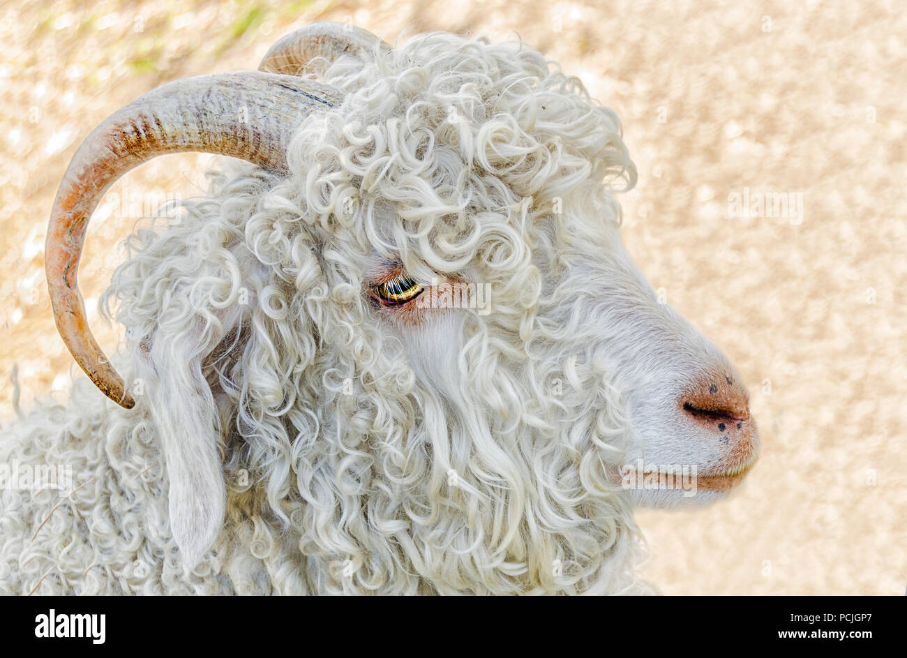 Ritratto di un Bianco capre angora, Australia Foto Stock