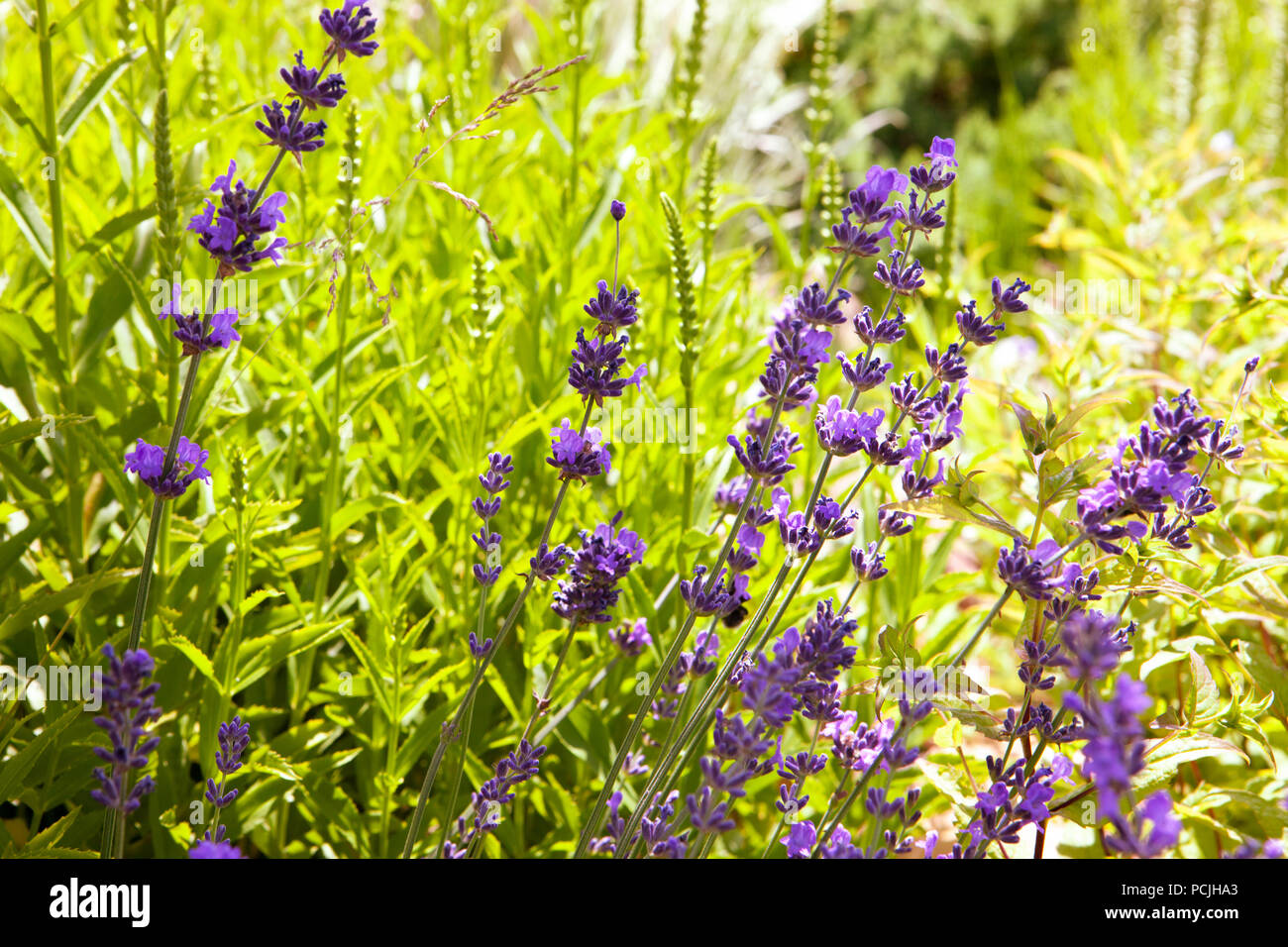 Soft focus fiori. Campi di lavanda con calda e morbida luce del sole. Foto Stock