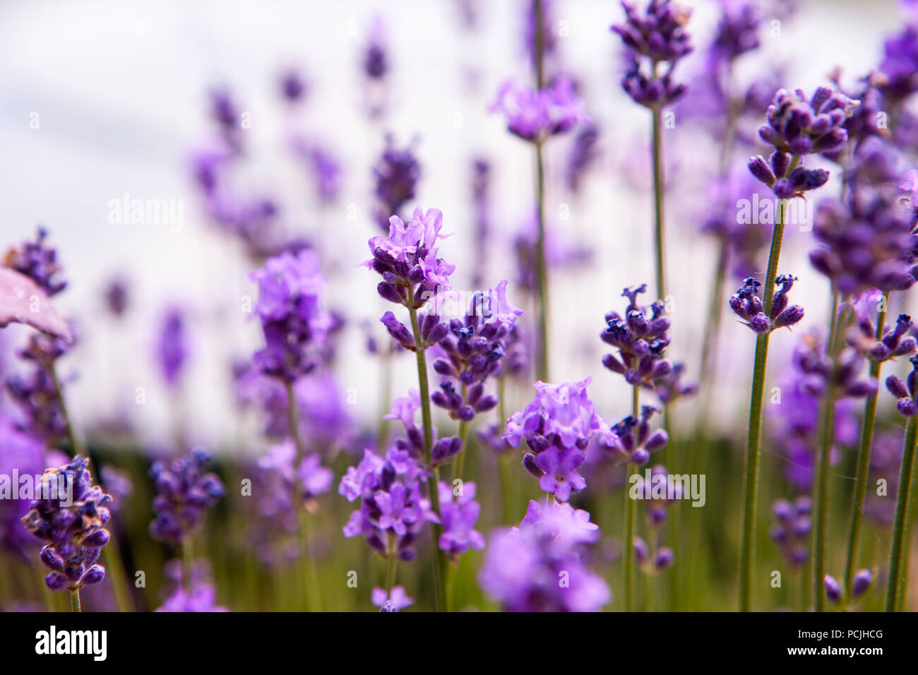 Soft focus fiori. Campi di lavanda con calda e morbida luce del sole. Foto Stock