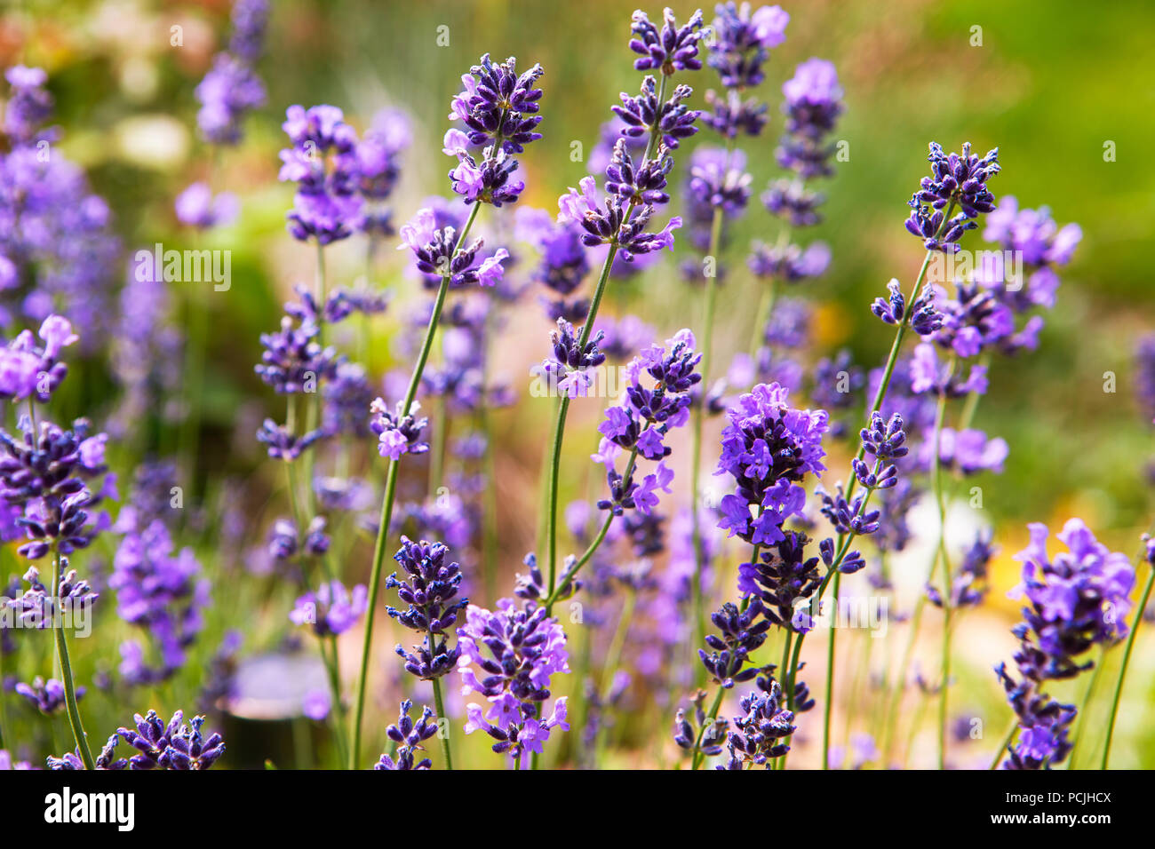 Soft focus fiori. Campi di lavanda con calda e morbida luce del sole. Foto Stock