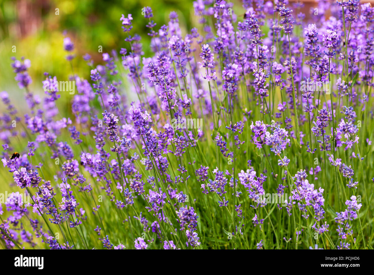 Soft focus fiori. Campi di lavanda con calda e morbida luce del sole. Foto Stock