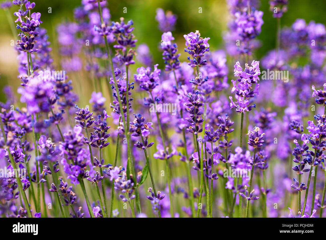 Soft focus fiori. Campi di lavanda con calda e morbida luce del sole. Foto Stock