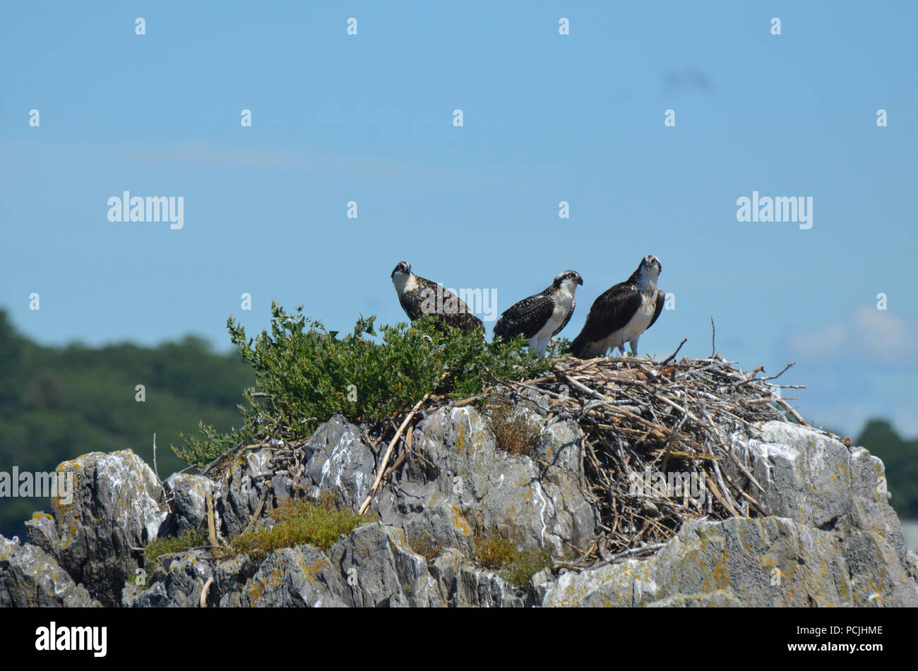 Il falco pescatore su un nido in costa del Maine nel Casco Bay. Foto Stock