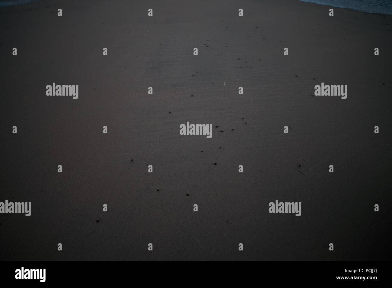 Buchi nella sabbia in una spiaggia a sinistra da Oystercatchers, un sentiero Oystercatcher lungo una spiaggia (Oystercatcher vie) Foto Stock