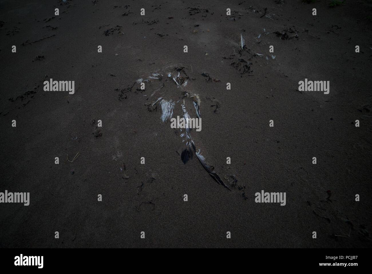 Dead Gannett bird su una spiaggia di sabbia, morto Gannett lavato fino a una spiaggia, sono morti probabilmente a causa di inquinamento del mare, spiaggia, di lettiera o di reti da pesca. Foto Stock