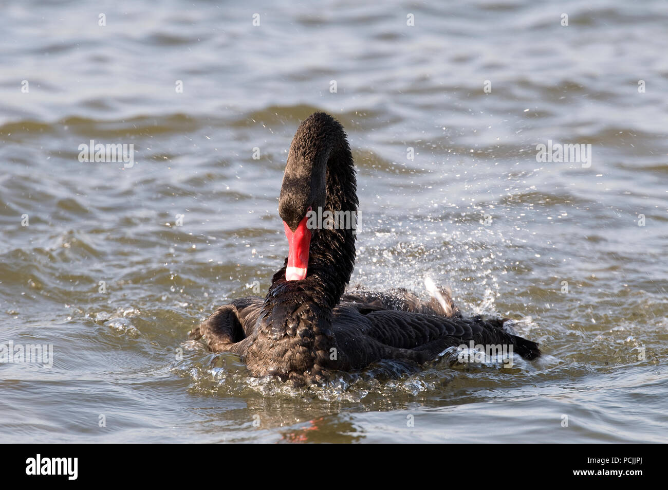 Cygne noir - Black Swan - Cygnus atratus Foto Stock