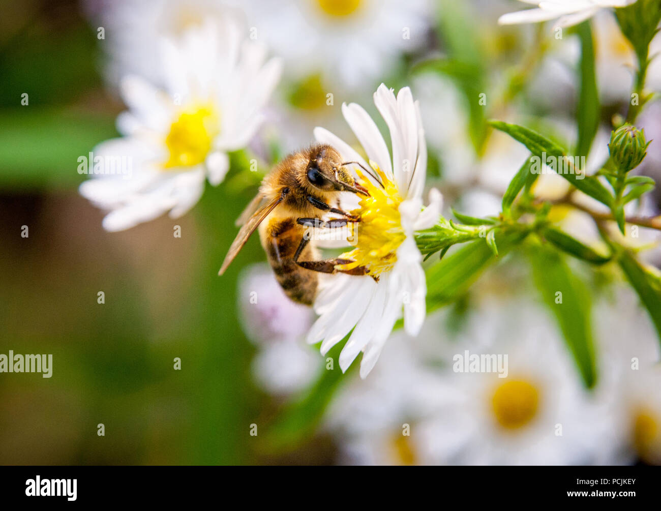 Il miele delle api su bianco e giallo fiore aster Foto Stock