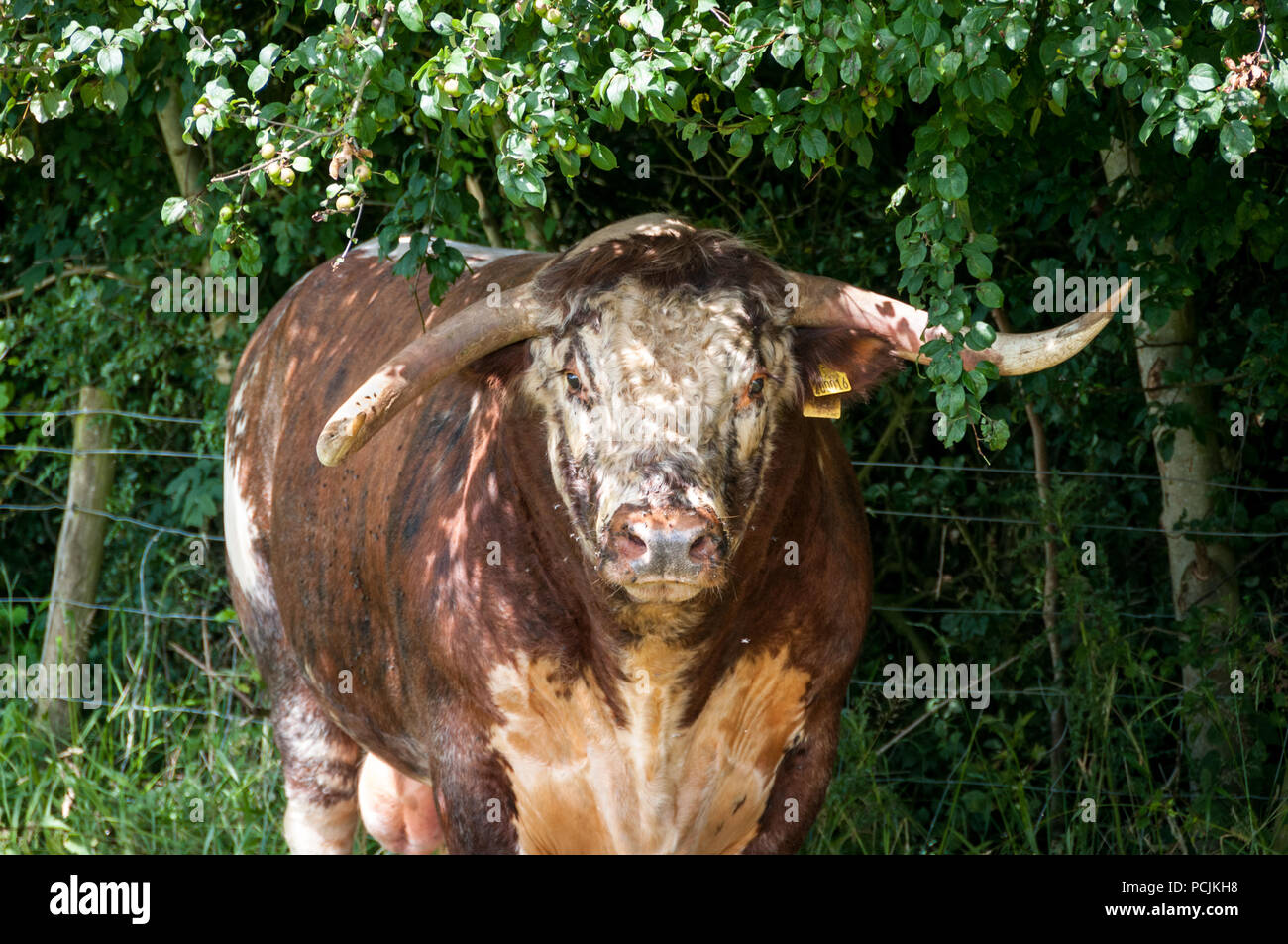 Inglese longhorn bull nel campo Foto Stock