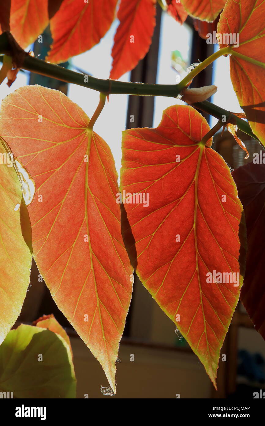 Dettaglio della rossa retroilluminata begonia foglie con vene trasparente Foto Stock