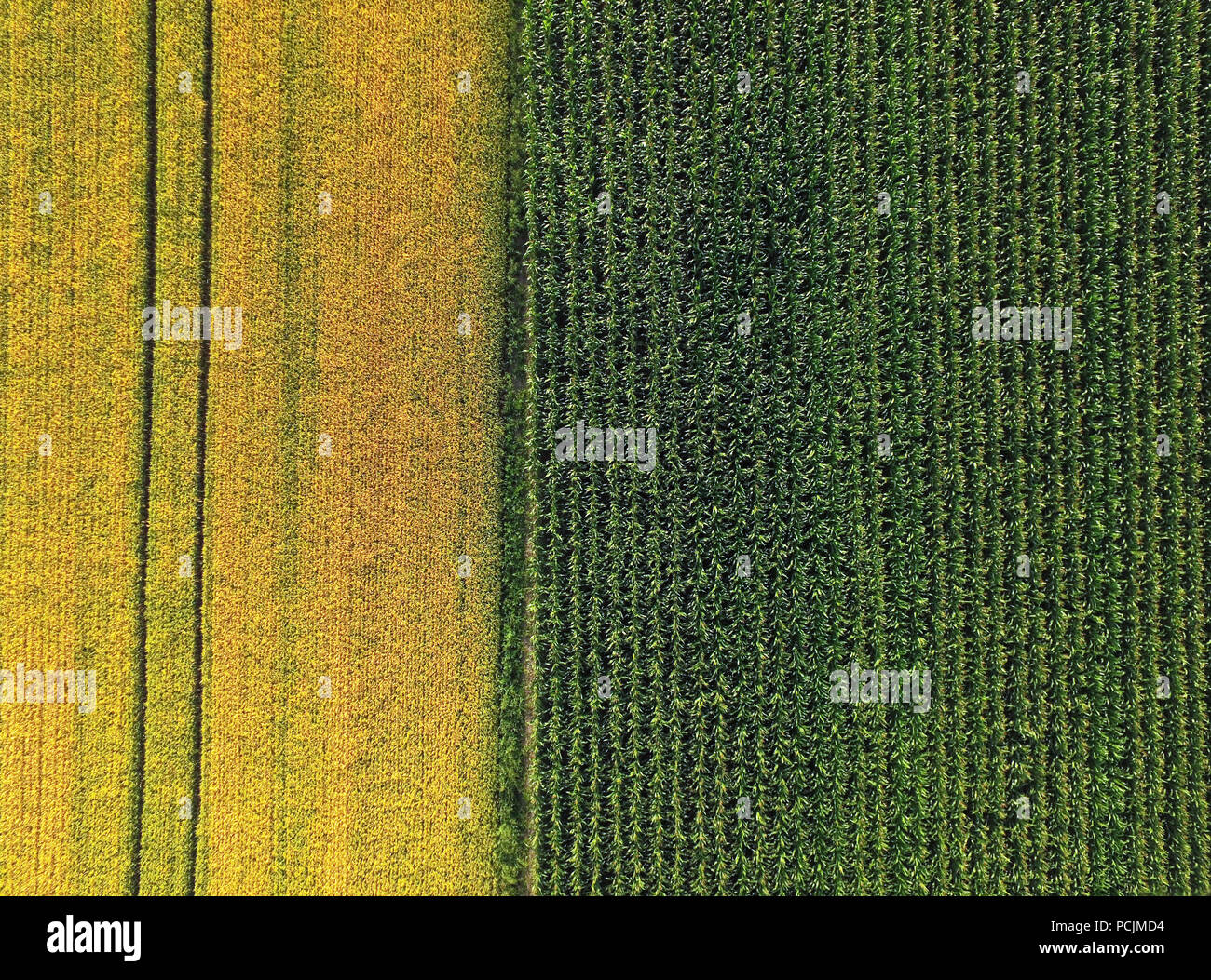 Antenna di grano e orzo campo,linee verticali di colore giallo e verde il contrasto Foto Stock