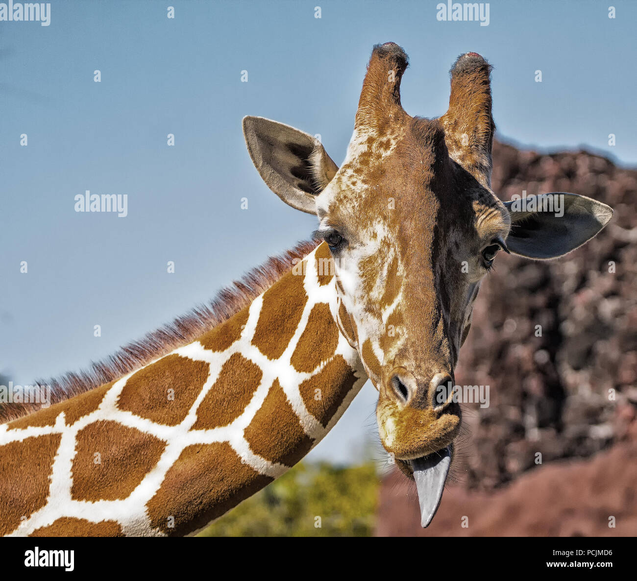 La giraffa viso carino Foto Stock
