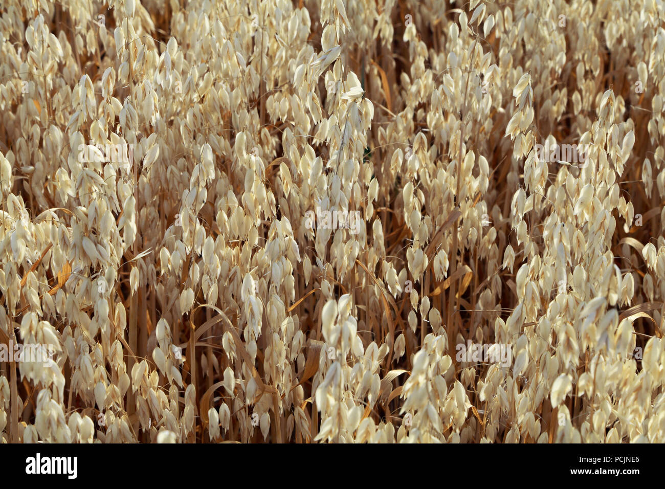 Avena, cereali, piante coltivate agricole, dettaglio Foto Stock