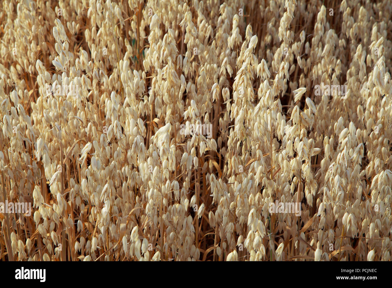 Avena, cereali, piante coltivate agricole, dettaglio Foto Stock